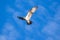 Ospreys Catching FishIsolated flying osprey. Sky background Western Osprey Pandion haliaetus. fish-eating bird of prey. Mackenzie