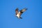 Ospreys Catching FishIsolated flying osprey. Sky background Western Osprey Pandion haliaetus. fish-eating bird of prey. Mackenzie
