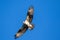 Ospreys Catching FishIsolated flying osprey. Sky background Western Osprey Pandion haliaetus. fish-eating bird of prey. Mackenzie