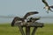 Ospreys feeding on a fish