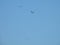 Ospreys Fly Together Through a Clear Blue Sky