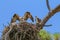 Ospreys getting ready to leave the nest