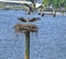 Ospreys on the Miles River, Maryland