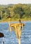 Ospreys on the Patuxent River in Maryland