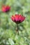 Osteaspermum \'Elite Ruby\' Flowers