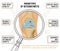 Osteoarthritis Knee Phenotypes