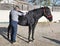 Osteopath and horse