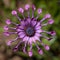 Osteospermum African Daisy Flower With Spooned Petals