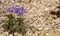 Osteospermum blue on rockery covered with marble crumb. Close-up