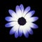 Osteospermum - Blue and White Daisy Flower Head