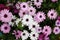 Osteospermum / Cineraria Flower in Garden