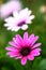 Osteospermum Daisies