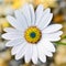 Osteospermum Daisy flower
