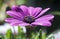 Osteospermum ecklonis