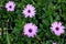 Osteospermum ecklonis, African Daisy