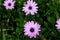 Osteospermum ecklonis, African Daisy