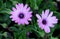 Osteospermum ecklonis, African Daisy