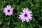 Osteospermum ecklonis, African Daisy