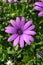 Osteospermum Ecklonis, Asteraceae, Compositae, Daisybush