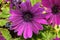Osteospermum ecklonis `Asti Purple`