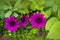 Osteospermum ecklonis flowers Cape Marguerite flower, Dimorphotheca.Purple daisy flowers growing in garden