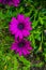 Osteospermum ecklonis flowers Cape Marguerite flower, Dimorphotheca.Purple daisy flowers growing in garden