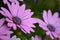 Osteospermum ecklonis from South Africa is a richly flowering plant with daisy-like flowers