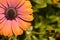 Osteospermum flower