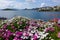 Osteospermum flowers on the Aegean Sea in Turkey. Beautiful seaview with islands and mountains