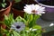 Osteospermum flowers. Balcony greening. Beautiful african daisy