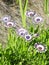 Osteospermum in the garden