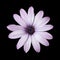 Osteospermum - Light Purple Daisy Flower Head