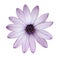 Osteospermum - Light Purple Daisy Flower Head