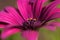 Osteospermum macro close up