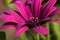 Osteospermum macro close up