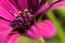 Osteospermum macro close up