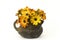 Osteospermum - orange african daisy in a vase