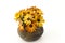 Osteospermum - orange african daisy in a vase