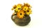 Osteospermum - orange african daisy in a vase on white background