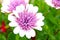 Osteospermum pink white flower field macro shot