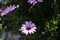 Osteospermum Purple Flower