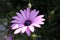 Osteospermum Purple Flower