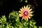 osteospermum \\\'purple sun\\\', an African daisy flower