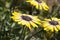 Osteospermum Serenity Blue Eyed Beauty flowers