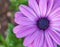 Osteospermum `Serenity Pink`