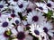 Osteospermum `Tradewinds White`