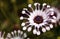 Osteospermum Whirligig daisy