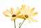 Osteospermum yellow isolated