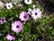 Osteospermums against green leaves