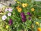 Osteospermums dominate this assortment of flowers